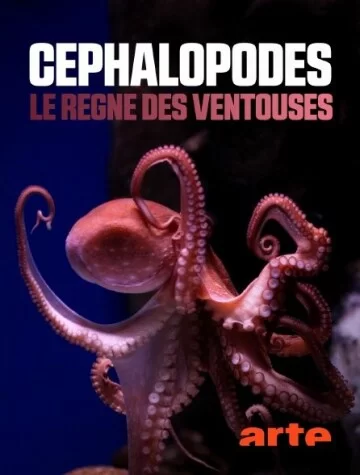 Цефалоподы – покорители морей